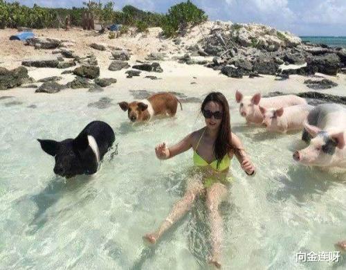 海岛|把猪丢在无人荒岛，多年以后，它们的生活竟是这样的