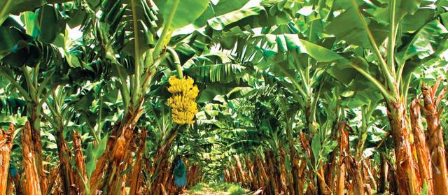 香蕉会在28年后灭绝？从本质上说，我们吃的香蕉其实来自同一棵树