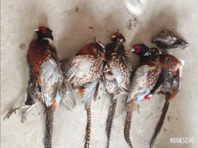 野鸡能不能打?南阳两男子为我们上了生动的一课!