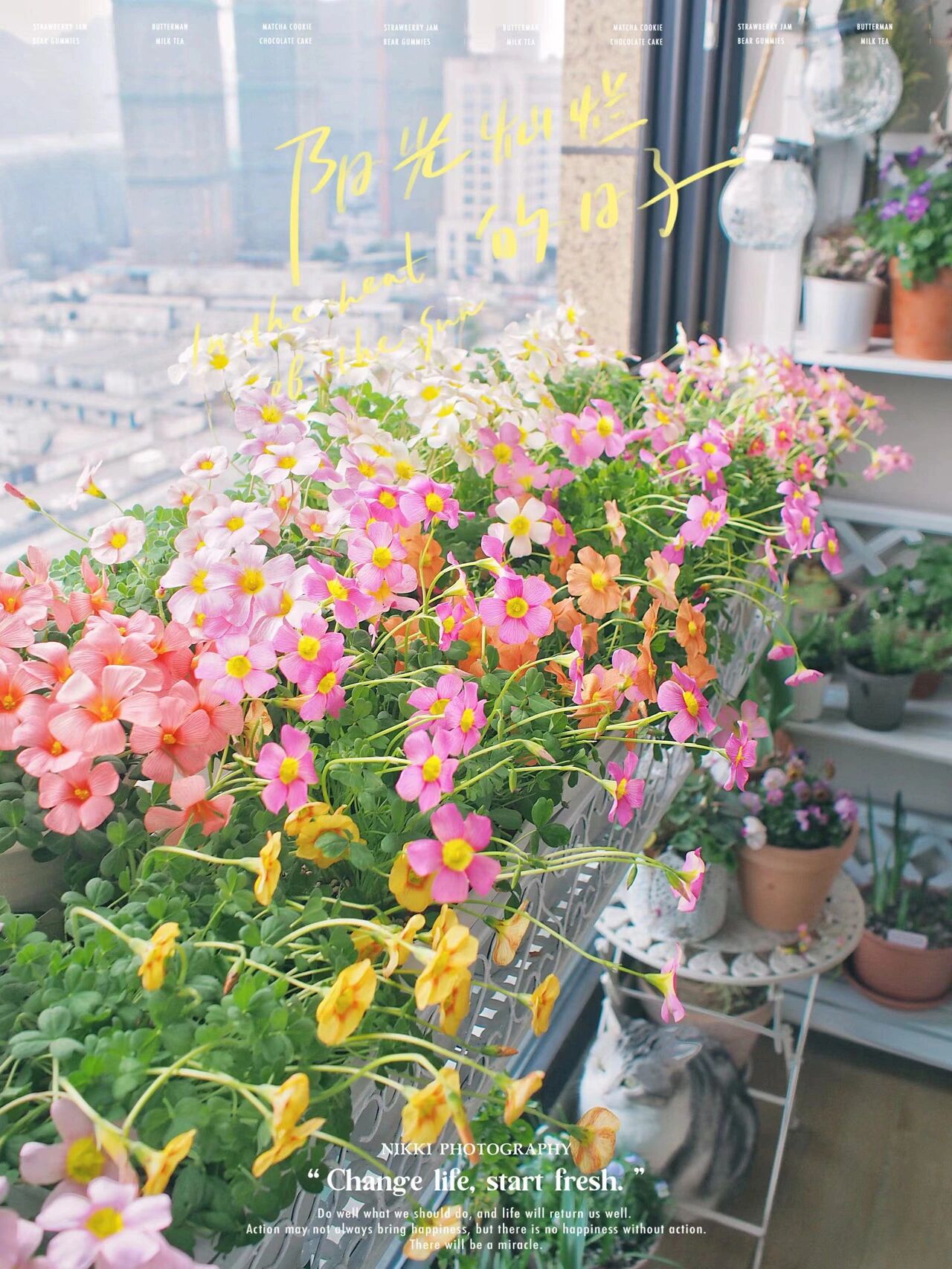 5㎡封闭阳台,打造清新治愈小花园,谁说封闭阳台不能有花园的?