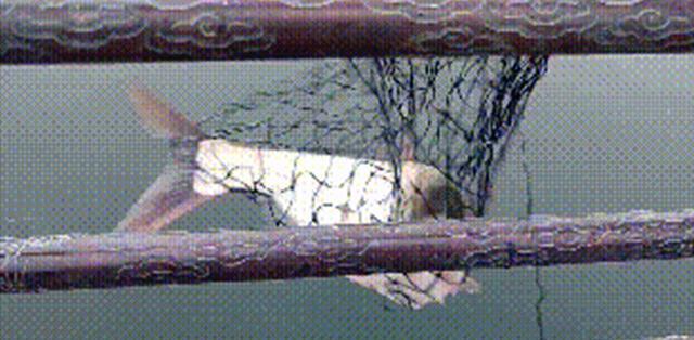 汉城湖|陕西的钓鱼人注意啦!此地可以垂钓却不能吃,钓友:多此一举