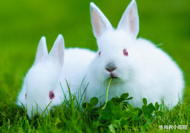 属兔|事业运一天比一天好的属兔人，今年等到时来运转，在职场闪耀光芒