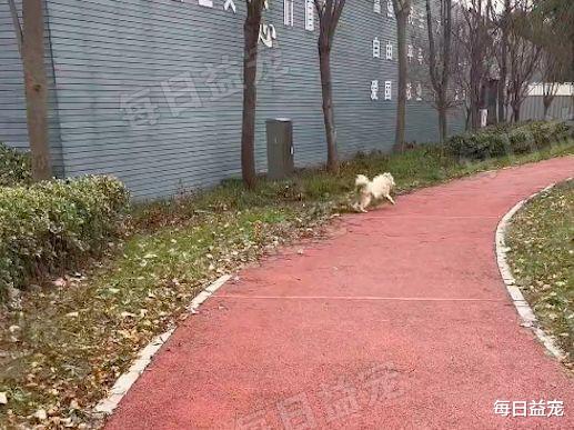 流浪萨摩耶路边喝脏水，自己吃饱不忘同伴，被收养后开心微笑