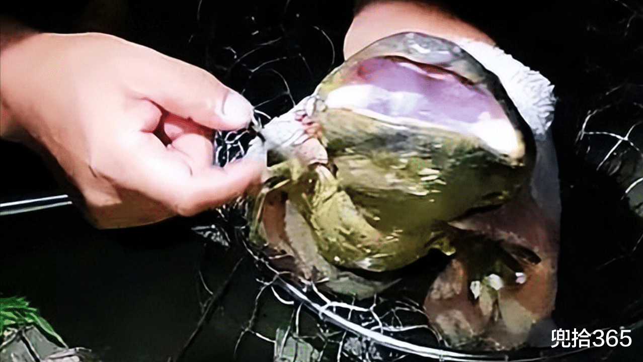 嘉陵江|四川4名男子组团夜钓，意外收获1条四脚鱼，得知身份后赶紧放生