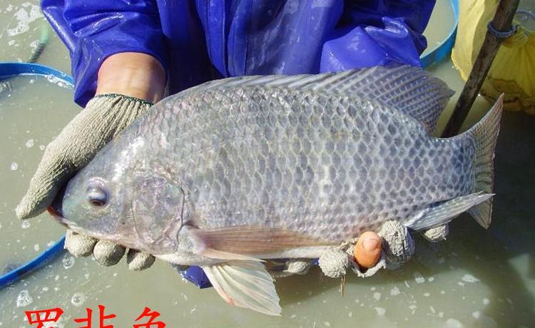 |国内淡水中有5种鱼，个头不大杀伤力却不小，钓鱼人都不敢徒手抓