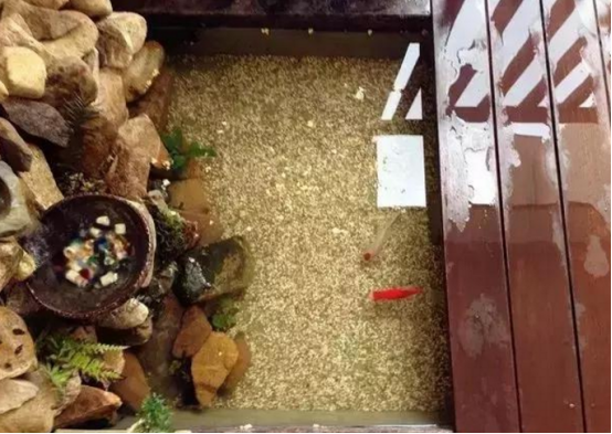 太有才了!朋友在自家阳台砌了一个金鱼池,确实很漂亮