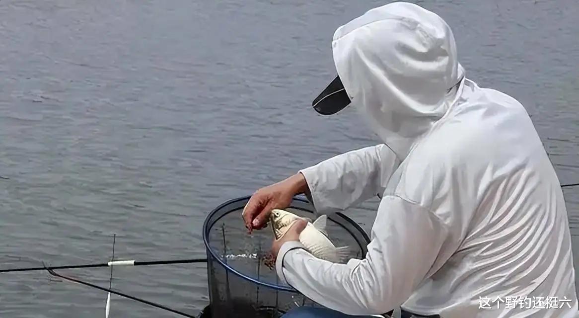 大板鲫|把早口鱼钓好并不难。上鱼窗口期你明确吗？打窝与抽窝哪个效果好