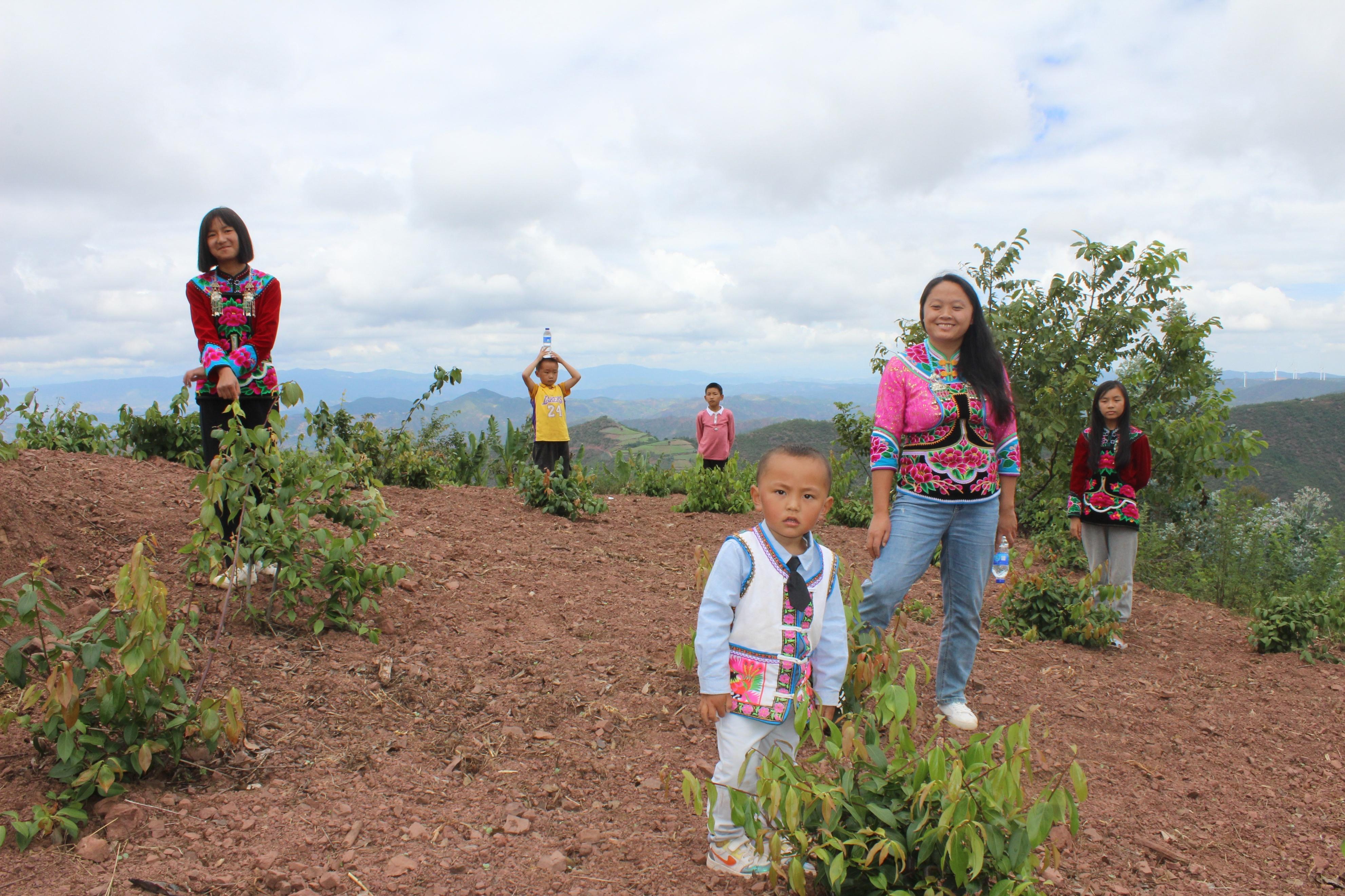 云南|明朝贡品！云南大理祥云雀嘴茶