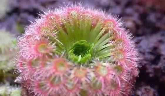 会【动】的植物(下):想不到吧,居然还有会走路的树!