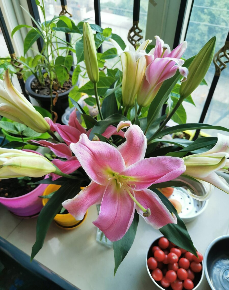 四种“健康花”,适合养在卧室,空气清新,有助睡眠