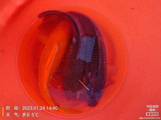 |痛并快乐!过瘾也留下遗憾美