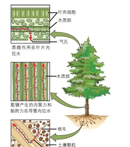 西藏|西藏发现新“树王”，高度达76.8米！树木最高能长到多少？