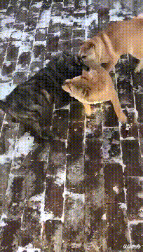 范冰冰|“我老婆很像范冰冰,你们是不是嫉妒了?”评论区精彩了!