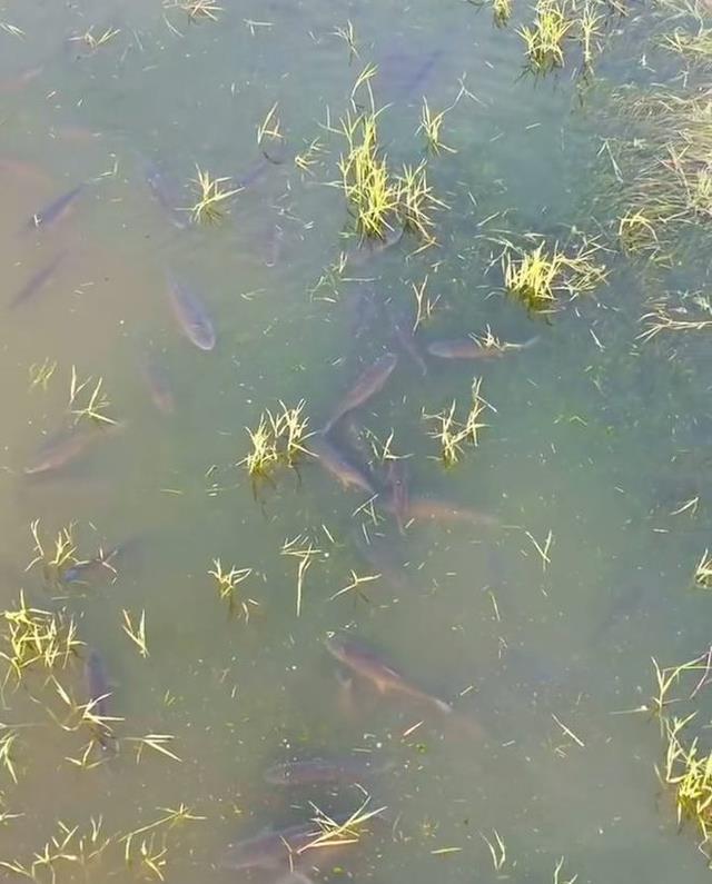 |长江到底有多干？六旬老人唏嘘说从未见过，只有钓鱼人最开心？