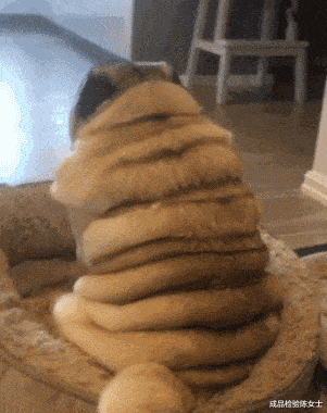 香奈儿 “女生为了吃早饭能有多拼？浴巾：我没想过有一天会这样出门