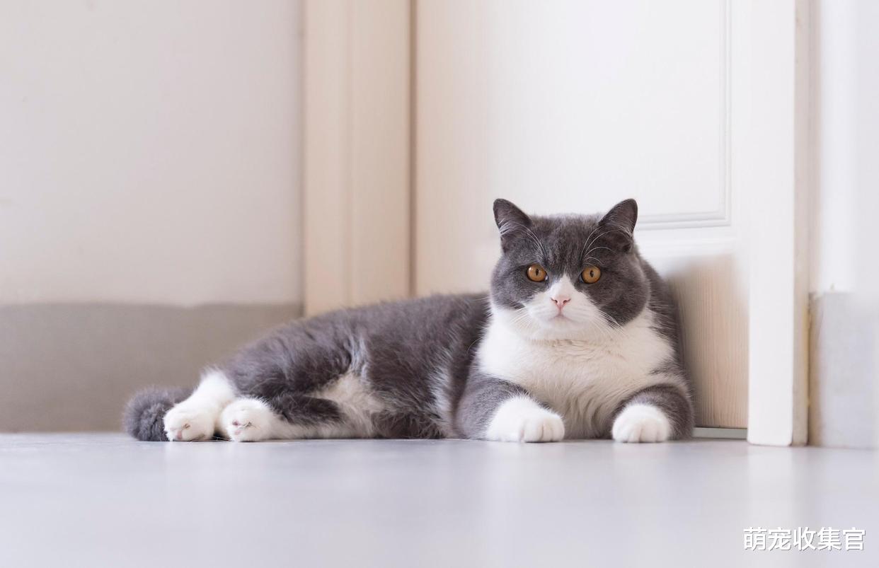 什么是猫传腹，如何预防猫传腹，在治疗猫传腹期间要注意什么？