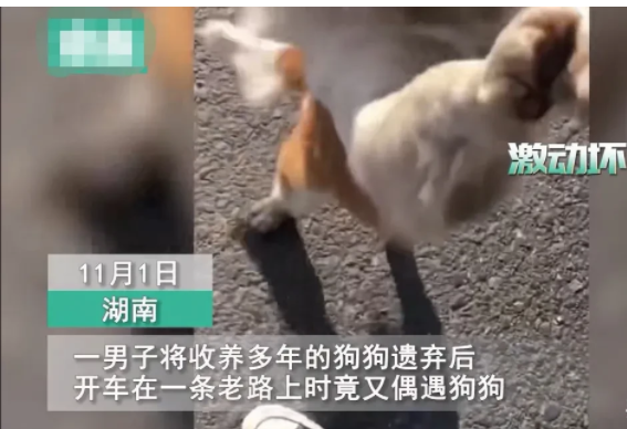 湖南,一名男子下班开车回家途中,看到一条小狗追着自己的车后面跑