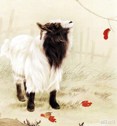 生肖|兔年大显身手，钱包发福的四个生肖，努力用心能成功