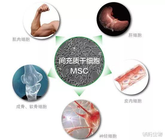 干细胞帮你改善,人生中6个健康转折点