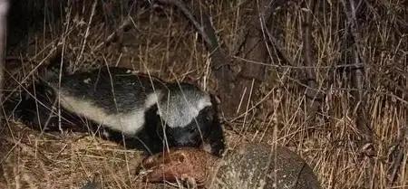 地球上最凶猛的哺乳动物是什么?是老虎、狮子还是河马?都不是!