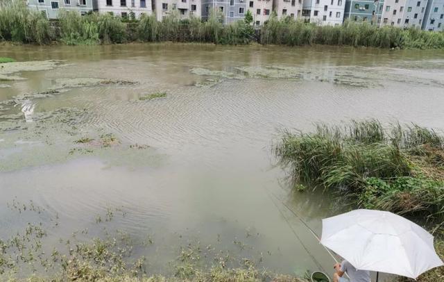 黑客|水太肥鱼不肯吃饵?快试试这3种办法吧,老钓友亲测有效