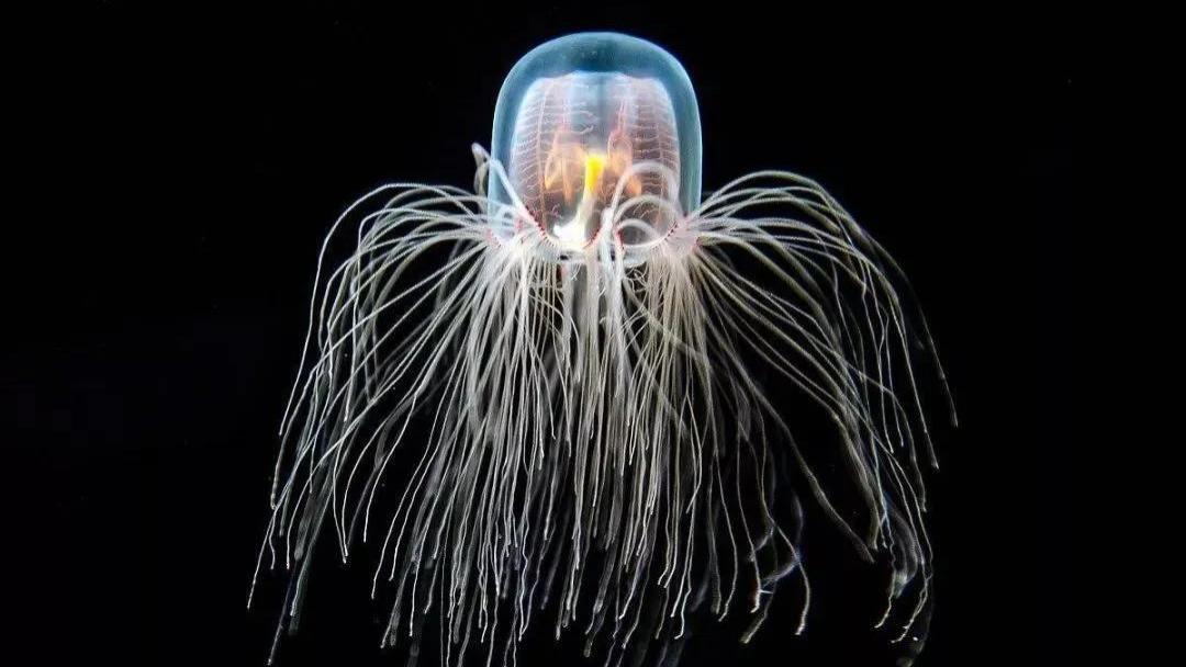 世界五大“命硬”的生物，第四名堪称生命奇迹