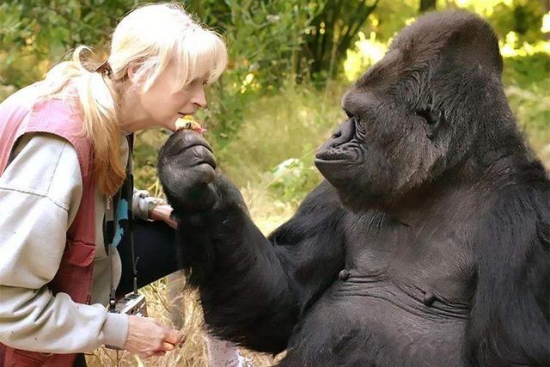 全球“最聪明的”猩猩，能与人类熟练沟通1000多种手语，留下的遗言让人深思