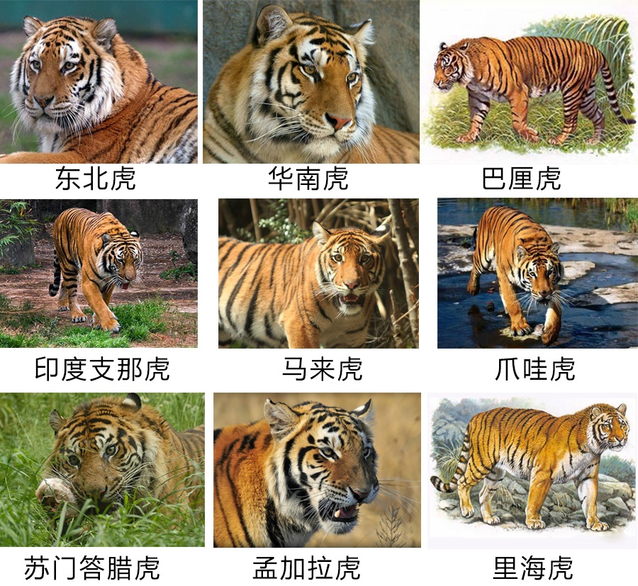 村民:浙江临海山上惊现多只“老虎”!野生华南虎?真相是什么?