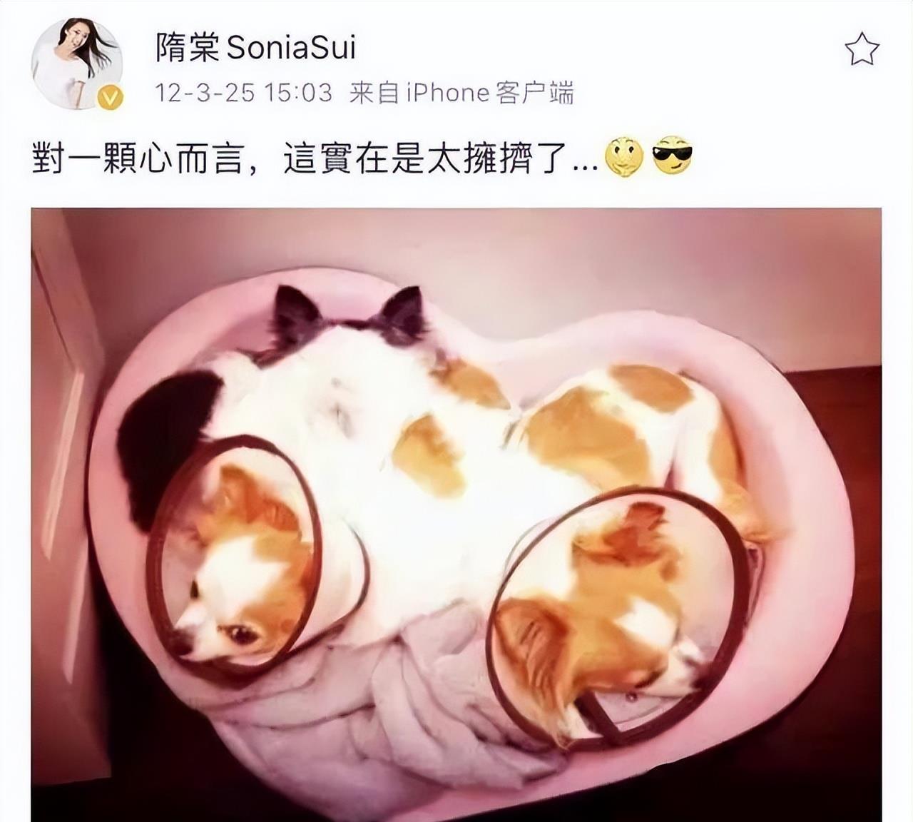 |“不可以吃兔兔”的台湾艺人隋棠:四年三胎,新闻不断