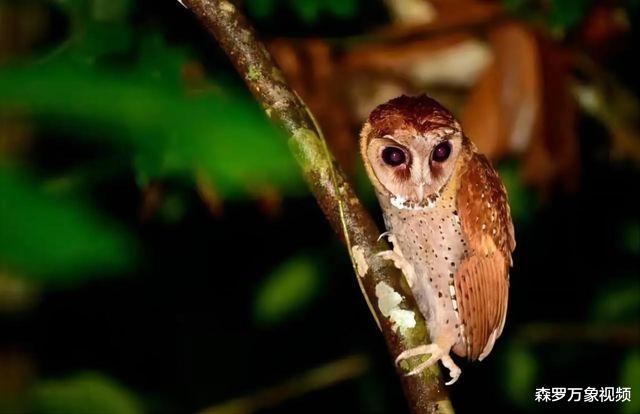 灭绝多年的生物不断出现,或是地球在“重新洗牌”?真相引人深思