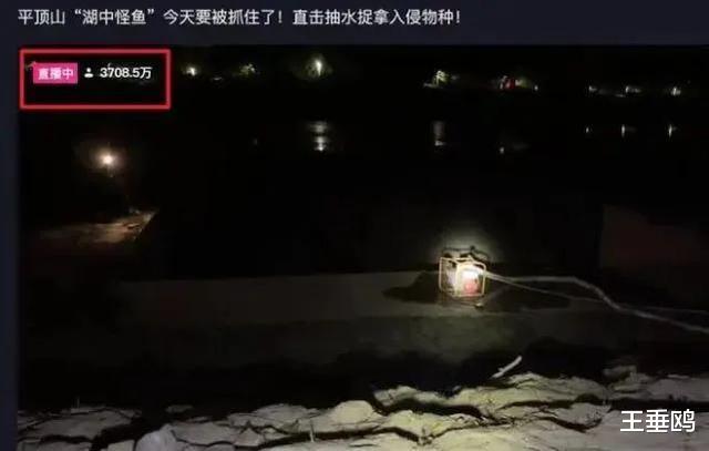 河南平顶山逮鳄雀鳝“怪鱼”,我除了实在憋不住,一般不会笑