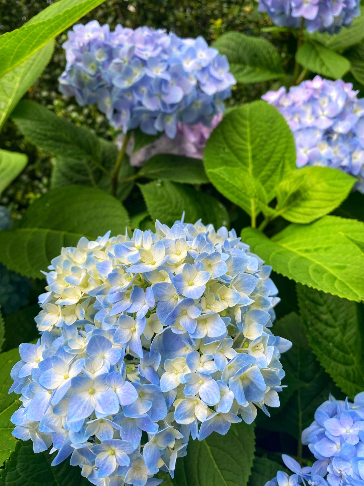 不顾父母反对,还是买了一楼带院的房子,种满植物花草就是花园