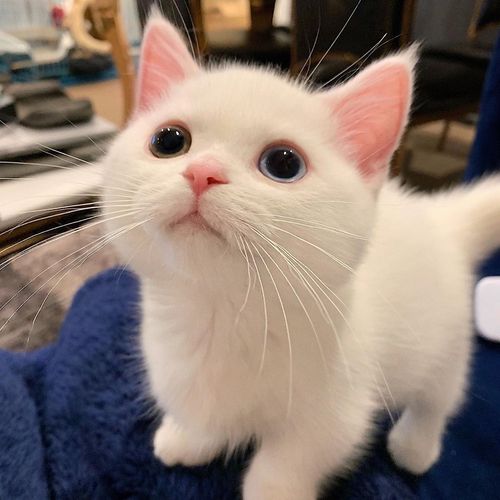 铲屎官 白萝卜能给猫猫减肥？家有肥喵的铲屎官赶紧来看这个自制猫饭吧
