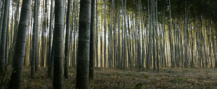 风再起时|网大玩这么大,院线电影太尴尬