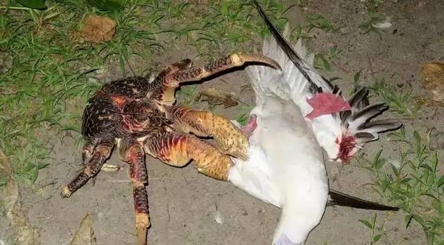 椰子蟹的杀伤力究竟有多大?真的能夹爆椰子吗?