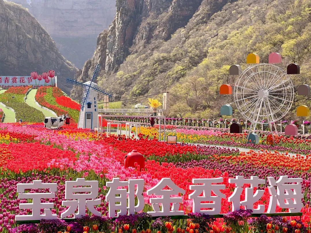 清明节|河南旅游：春和景明 | 百万株郁金香随风俏，奢华春色莫辜负