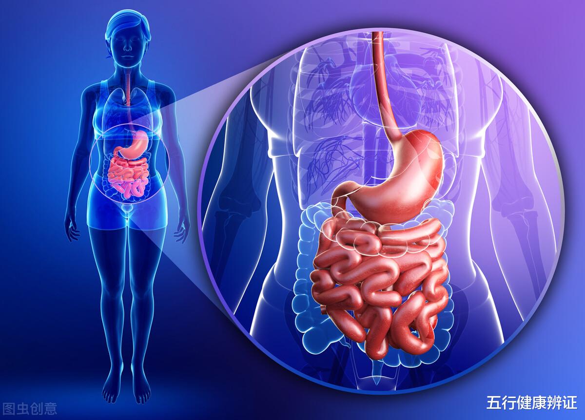 脂肪肝|脂肪肝是怎么形成的？肝、脾、肾这三个脏器，帮你远离脂肪肝