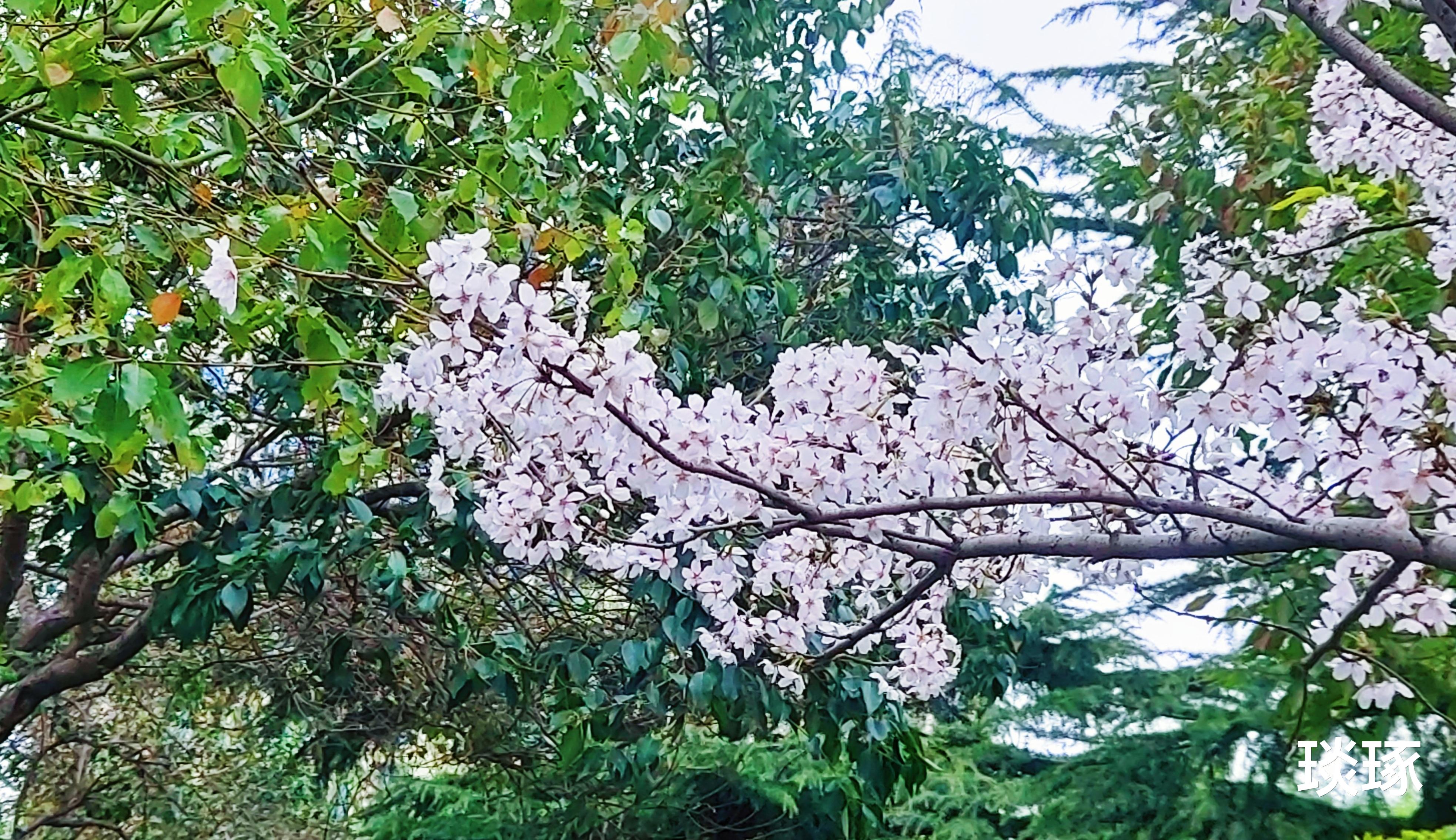 大理|鹰城三月：樱花如霰春已半