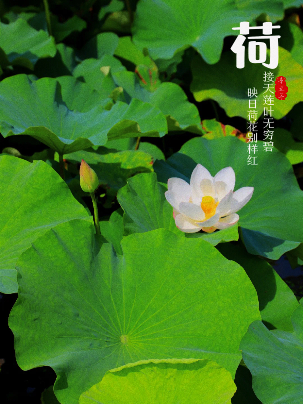 |夏日炎炎｜七月盛夏，去西山看荷花吧～
