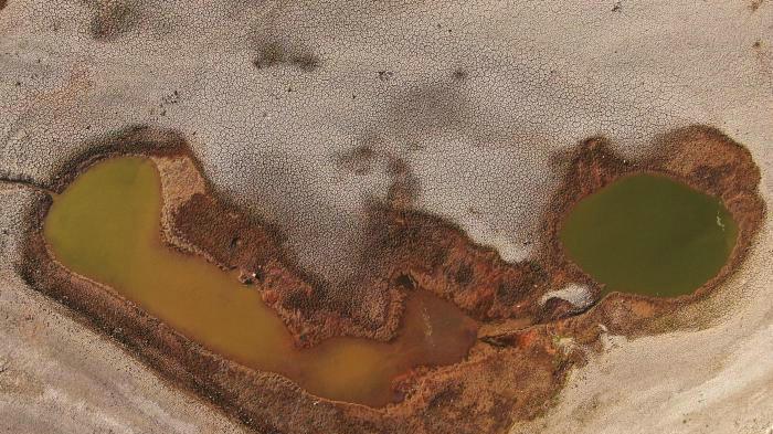 |鄱阳湖:滩涂浅水中大群翘嘴鱼清晰可见,钓鱼人:禁钓区,不敢钓