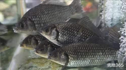 大爷|钓鱼界的天花板！四川一大爷垂钓玩出了新花样，邓刚也要让他三分