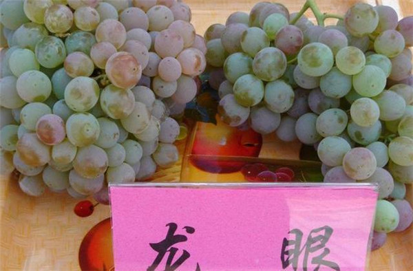 珠峰|我国葡萄品种逐渐“日本化”，原生的中国葡萄品种为啥这么受冷落
