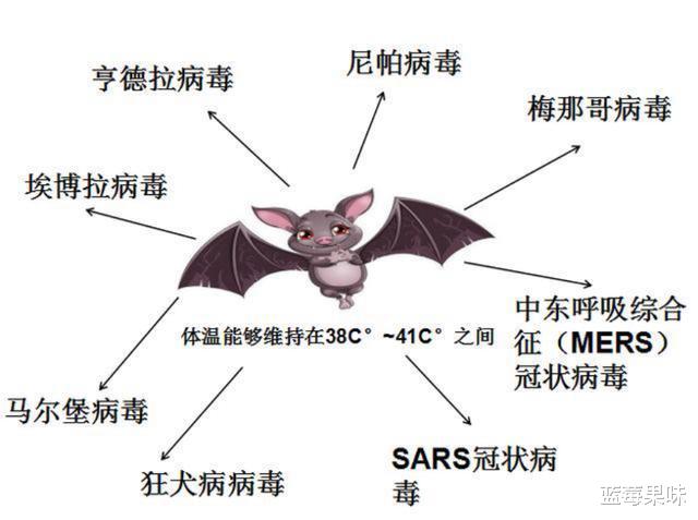 为什么蝙蝠那么“毒”?科学家:可能是为了飞行做出的主动选择
