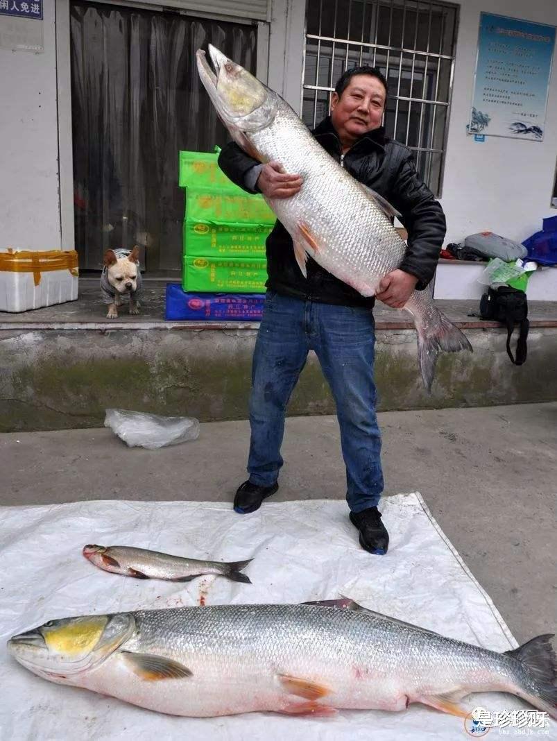 湖北|湖北钓鱼人钓起罕见“鲶鱼王”，体长1.6米多，网友：这谁敢吃