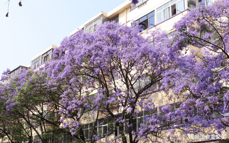 美丽|人间最美四月天，邂逅那片紫色的蓝花楹