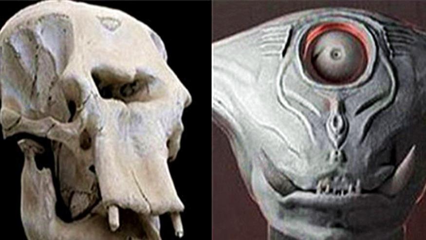 动物们的头骨和外形反差有多大？和预计的差太多了吧