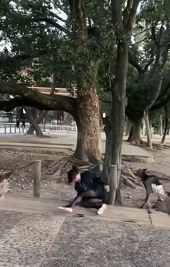 一女子在动物园内摔倒,双手双脚朝天,在附近的动物好奇上前观看