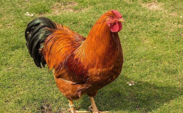 茯苓|鸡身上的这3个器官，免费给也别要，可很多人还喜欢吃！