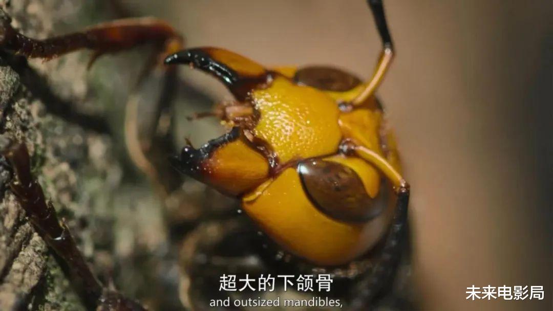 卡梅隆的新作,《阿凡达2》的预热,最新技术展现动物奇观