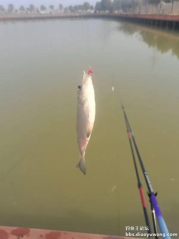 麝香|生鲜虾饵麝香米,板鲫喜欢得不行